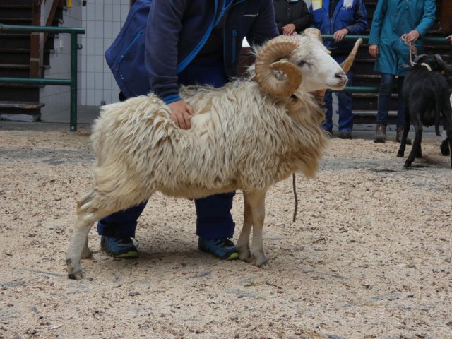 DE010997990040 BY-SM